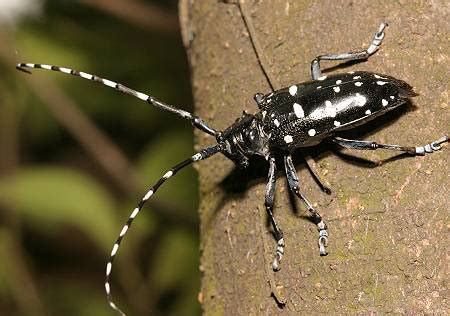 天星牛|华星天牛（星天牛）Anoplophora chinensis (Forster,。